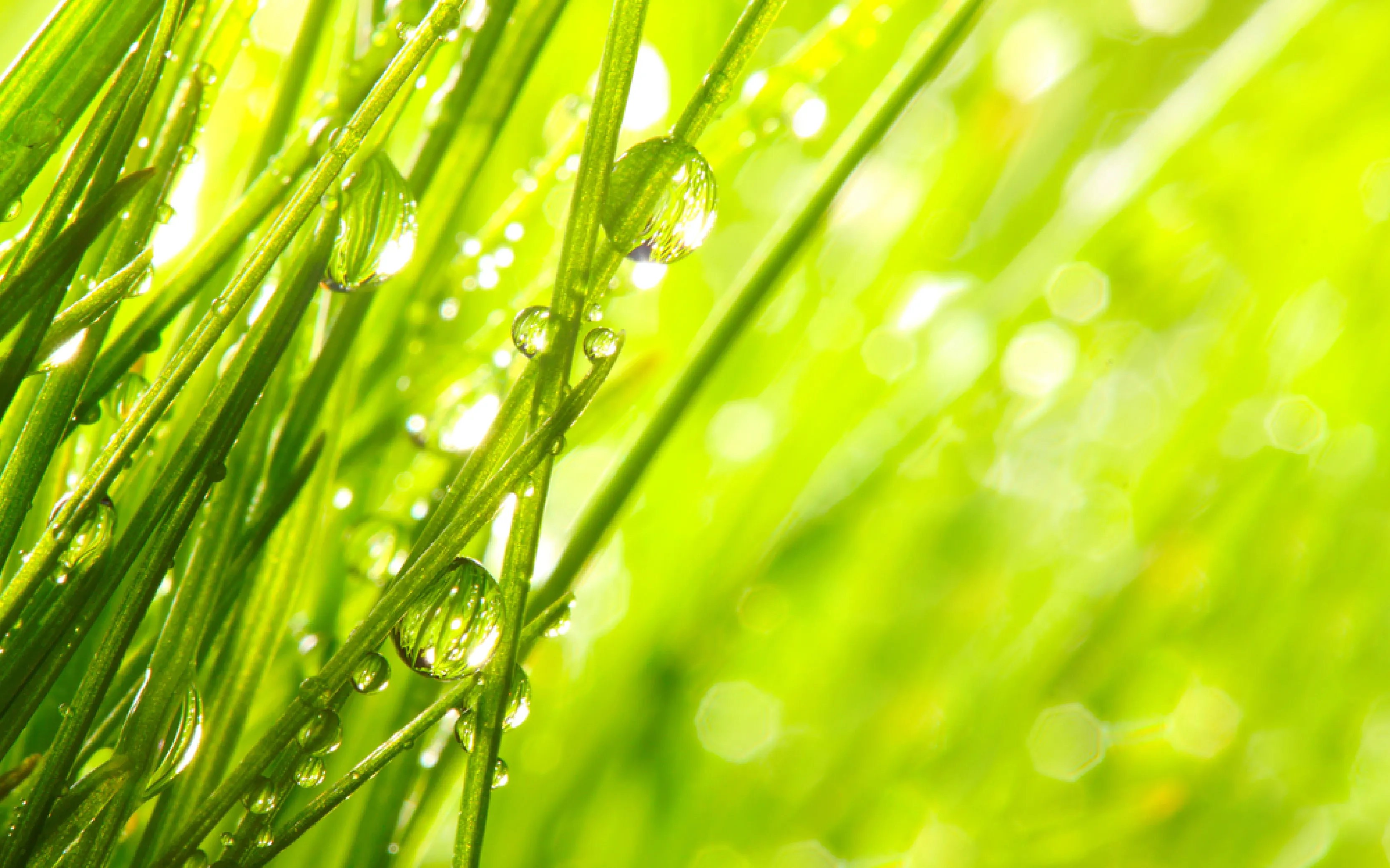 carpet cleaners in Brooklyn, carpet cleaning in Brooklyn, carpet cleaning bkln, carpet cleaners in brooklyn,  commercial carpet cleaning, commercial carpet cleaning in brooklyn,carpet cleaning in brooklyn,  brooklyn rug cleaners, rug cleaning services in brooklyn, same day carpet cleaning, same day rug cleaning